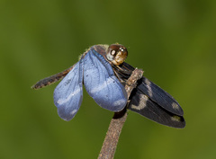 Zenithoptera lanei