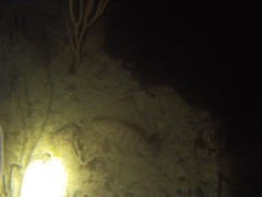Epinephelidae