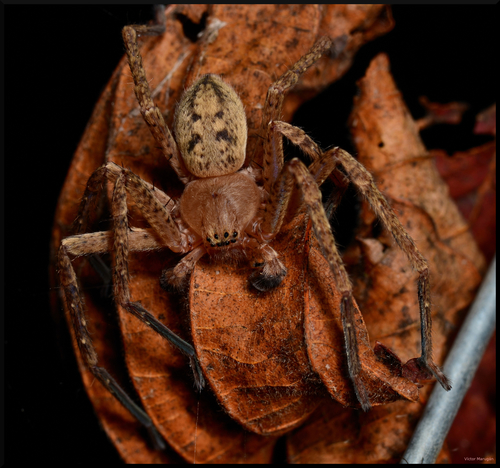 Olios argelasius