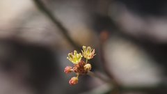 Eriogonum thomasii