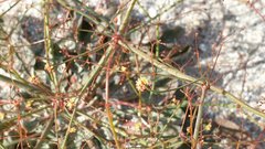 Eriogonum thomasii