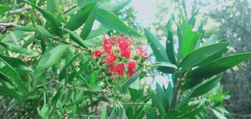 Callistemon hemistictus, 2023-06-24