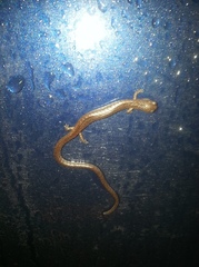 Batrachoseps major major