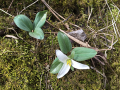 Trillium nivale