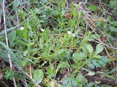 Cerastium brachypodum