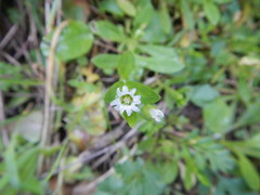 Cerastium brachypodum