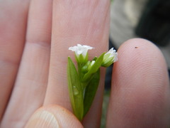 Cerastium brachypodum