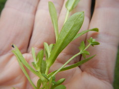 Cerastium brachypodum