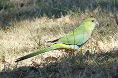 Purpureicephalus spurius