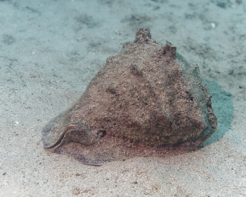 Cassis cornuta observed 2023-08-26