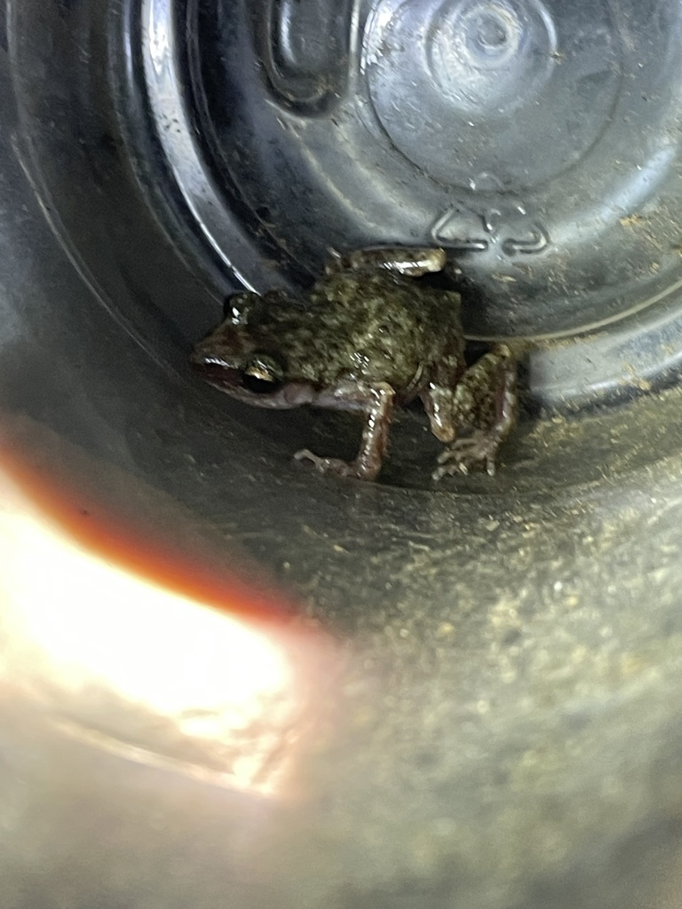 Eleutherodactylus verrucipes from Rioverde, S.L.P., MX on August 26