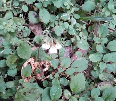 Jovellana sinclairii