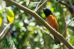 Chlorophonia musica musica