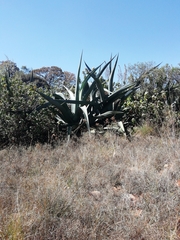 Agave mapisaga