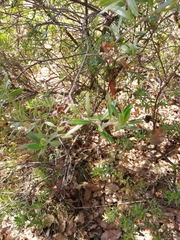 Baccharis heterophylla
