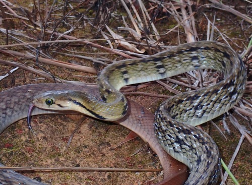 Photo of a Reddish Rat Snake (philippinus) (Coelognathus philippinus)