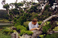 Juniperus brevifolia
