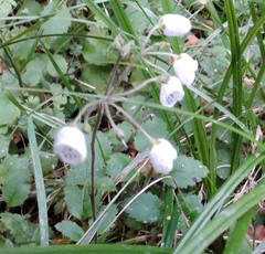 Jovellana sinclairii