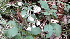 Jovellana sinclairii
