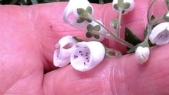 Jovellana sinclairii