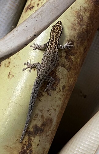 Kenya Dwarf Gecko, Lygodactylus keniensis