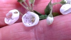 Jovellana sinclairii