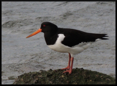 Haematopus ostralegus