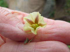 Physalis hederifolia fendleri