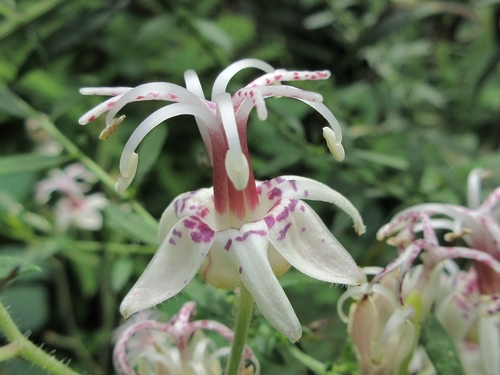 Tricyrtis macropoda iNat (2)
