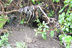 Aplodontia rufa nigra