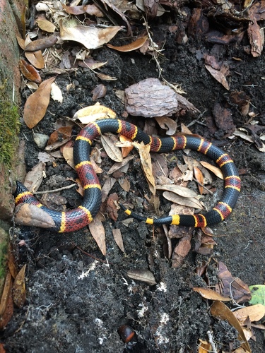 Micrurus fulvius