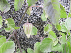 Physalis hederifolia fendleri