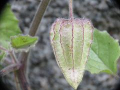Physalis hederifolia fendleri