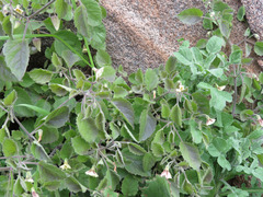 Physalis hederifolia fendleri
