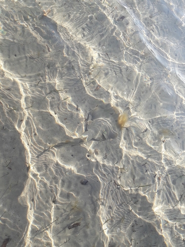 Blackchin guitarfish (Glaucostegus cemiculus) — Glaucostegidae
