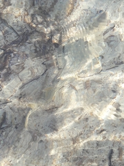 Glaucostegus cemiculus