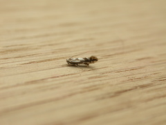 Phyllonorycter rajella