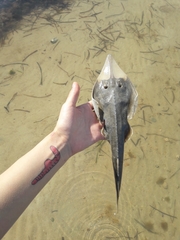 Glaucostegus cemiculus