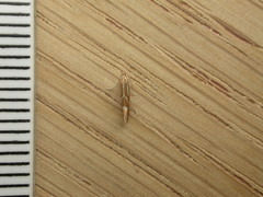 Phyllonorycter leucographella