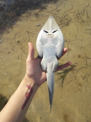 Glaucostegus cemiculus