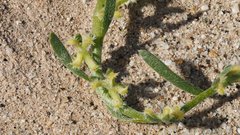 Pectocarya heterocarpa