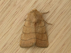 Charanyca trigrammica