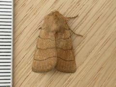 Charanyca trigrammica