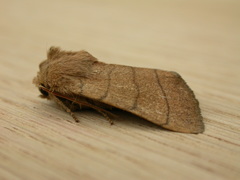 Charanyca trigrammica