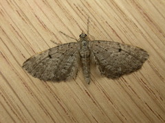 Eupithecia intricata