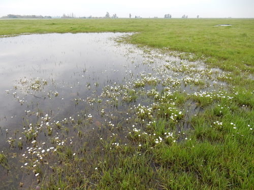 iNaturalist observation photo of Rosy Douglas’ Meadowfoam