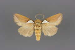 Prolimacodes trigona