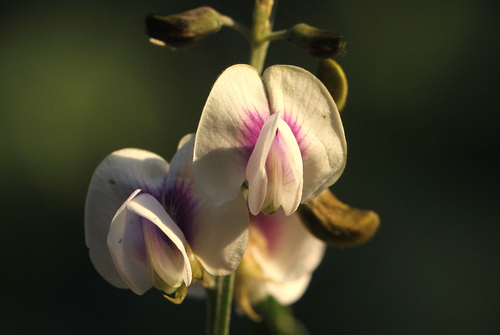 Tephrosia noctiflora image