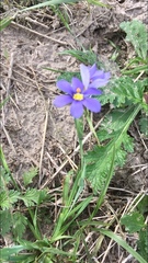 Sisyrinchium pruinosum