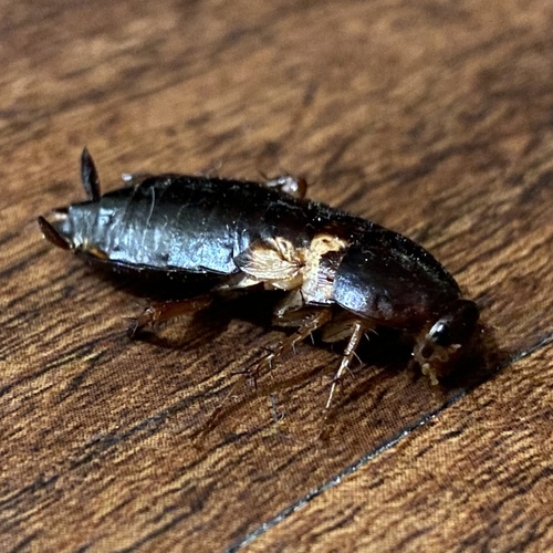 Turkestan Cockroach